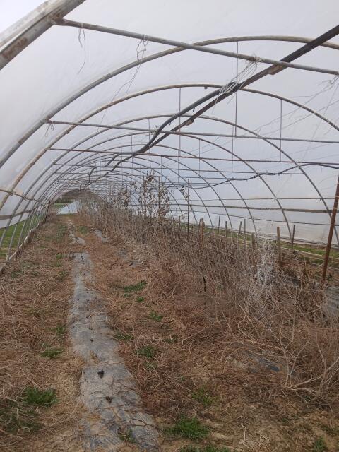 Folientunnel 48 m
