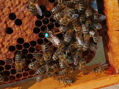 ACA-Königinnen von leistungsgeprüften Zuchtmüttern: sehr sanftmütig
