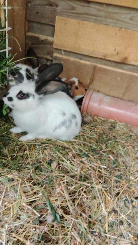 Kaninchen