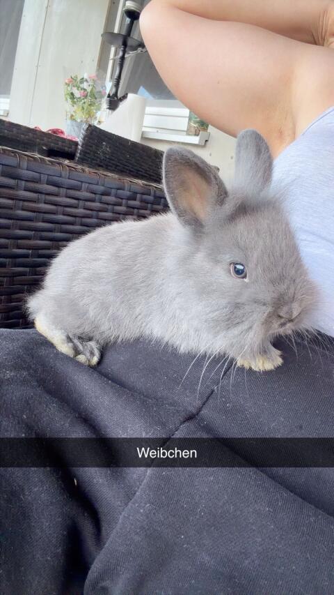 Zwergkaninchen