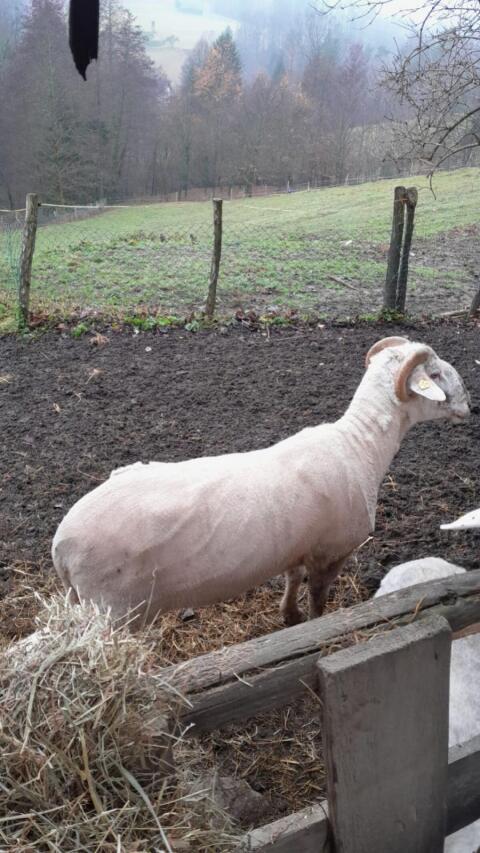 Schafbock