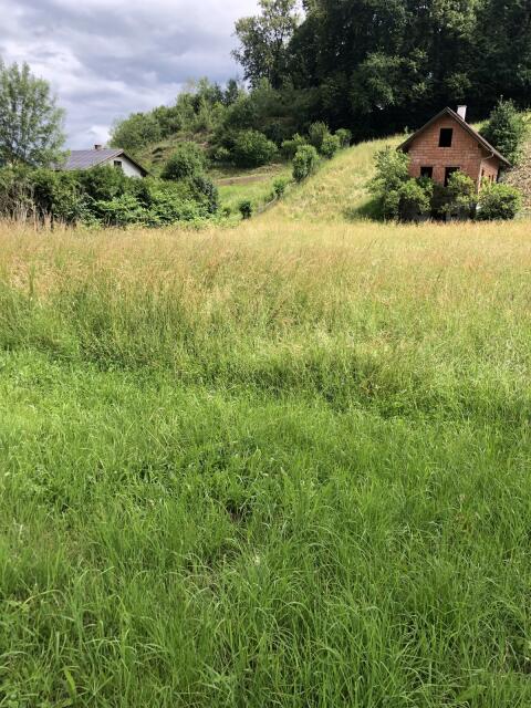 Gras