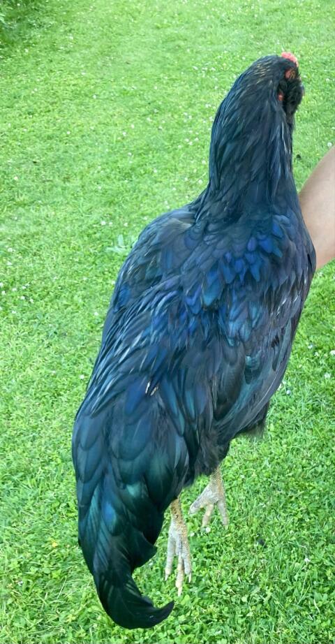 Blauleger-Hahn