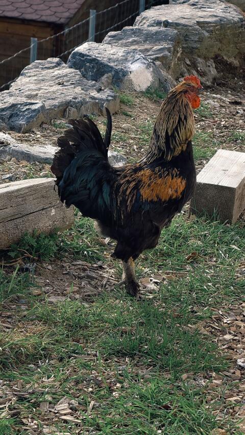 Brahma Mix