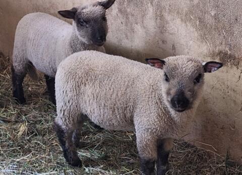 Shropshire Schaf