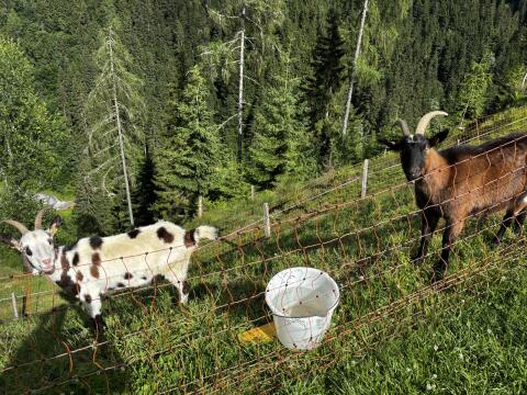 Tauernschecken ohne HB