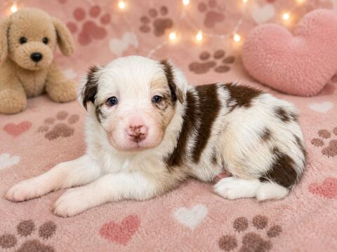 Border Collie Welpen