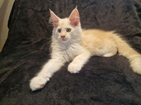 Maine Coon mit Stammbaum