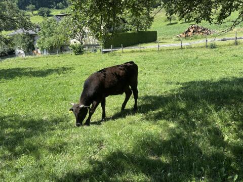 Wagyu-Ochsen