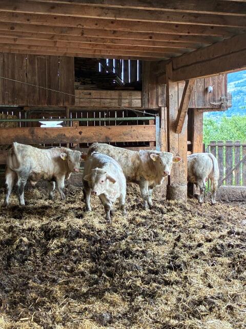 Charolais Stierkälber