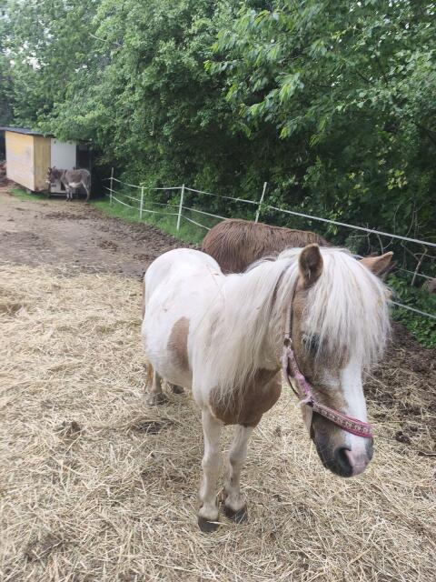 Ponys