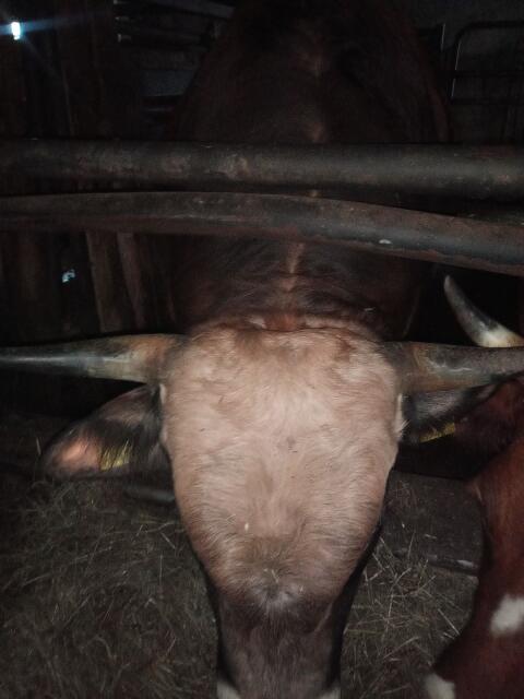 Stier Aubrac