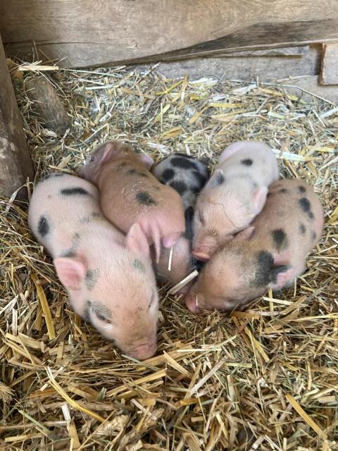 Microschweine