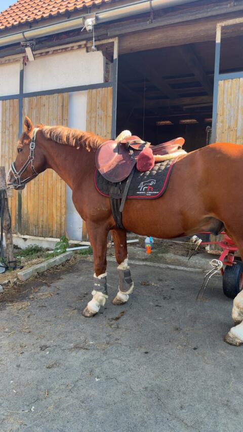 Lieber Pony-Wallach