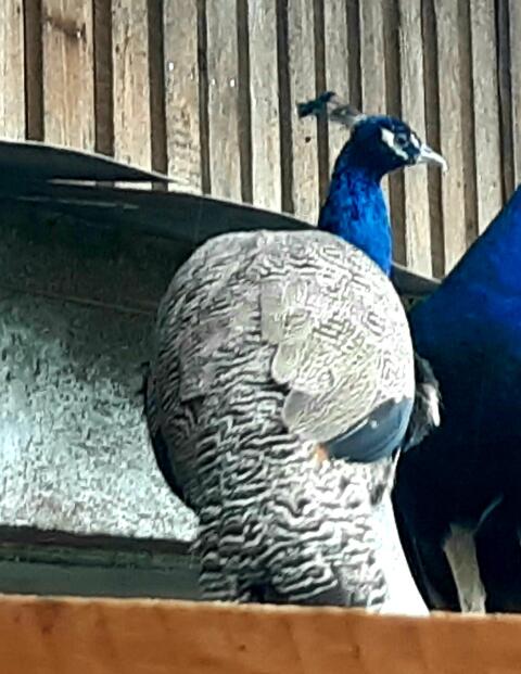 Pfau