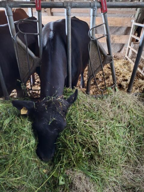 Angus