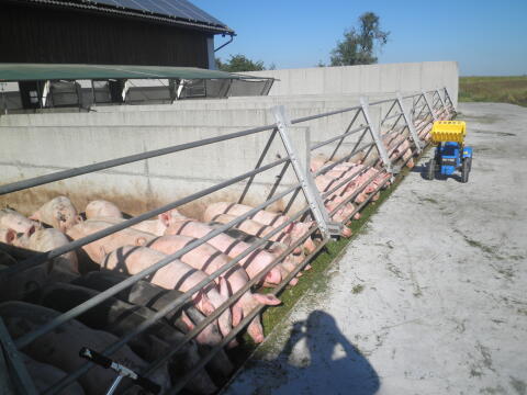 Suche Futtergetreide Bio oder UM-Ware, Weizen, Gerste und AB