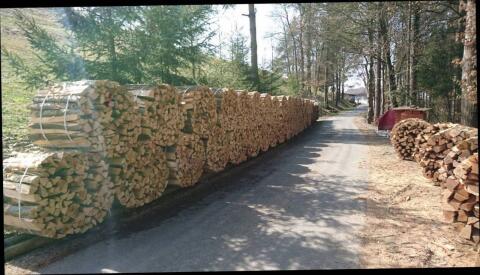 Buchenholz, Brennholz, Holz