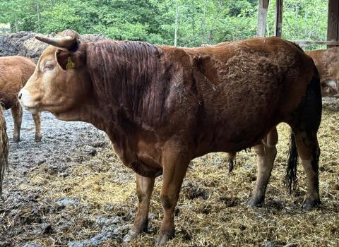 Limousin-Stier