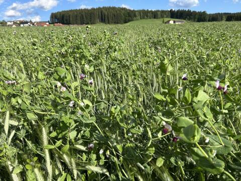 Erbsen-Triticale-Gemenge