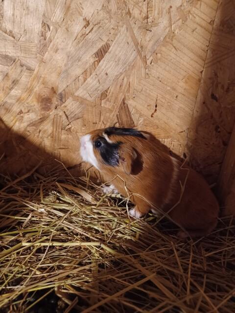 Junges Meerschweinchen zu vergeben