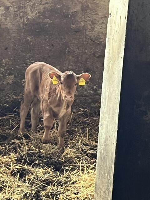 Bio-Stierkalb (Angus/Limo) als Deckstier