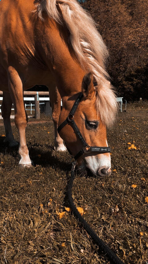 Haflinger Stute Stella