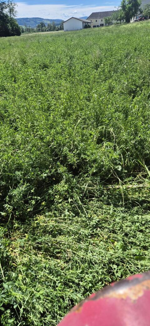 Silageballen