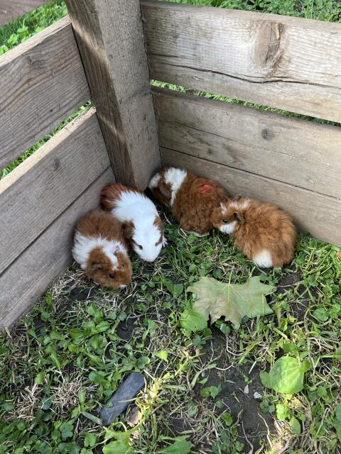 Meerschweinchen