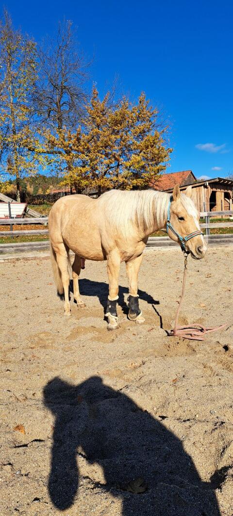 Quarter Horse Wallach Sweet Valentine