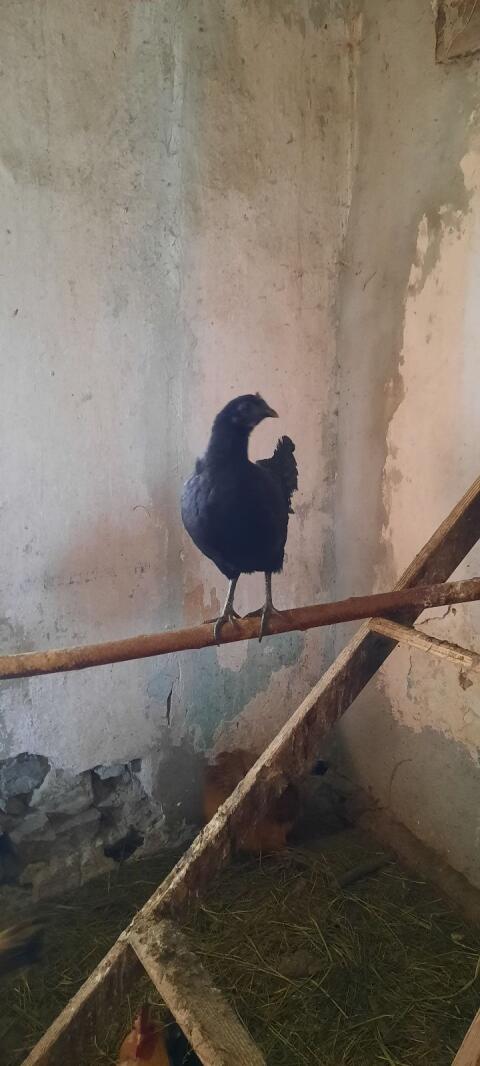 Ayam Cemani