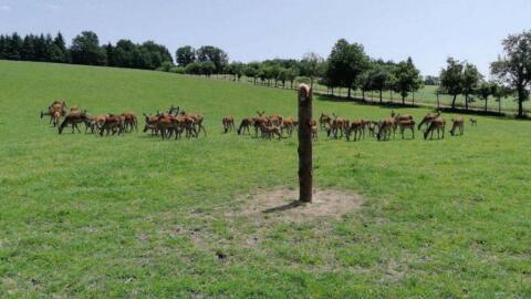 Rotwild, Hirsche, Wild
