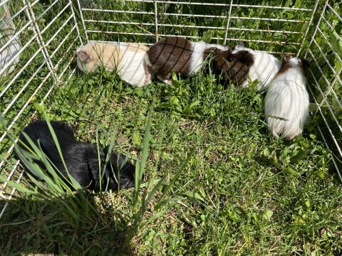 Meerschweinchen