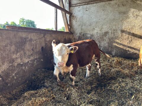 Herford Jungstier