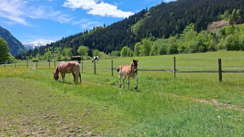Toller Haflinger x Friesenmix sucht Traumzuhause