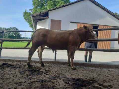 Limousin-Stier