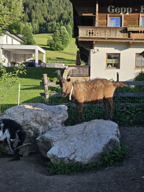 Aosta-Bock, jährig