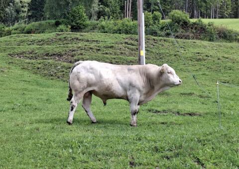 Verkaufe Bio Blond d'Aquitaine Stier