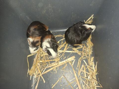 Junge Meerschweinchen