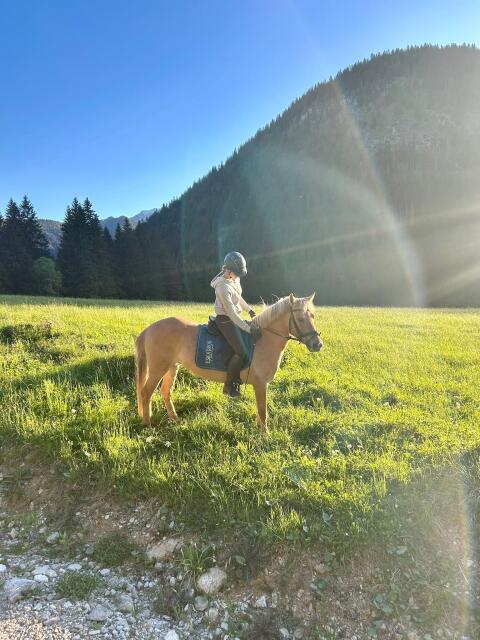 Polnisches Reitpony
