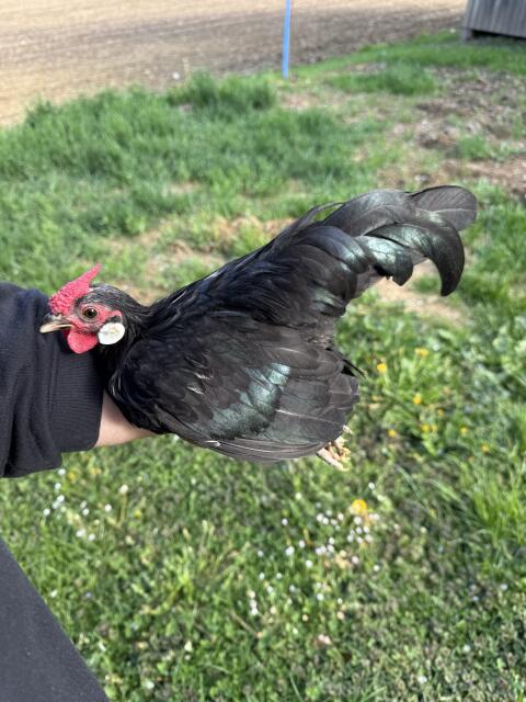 Bantam