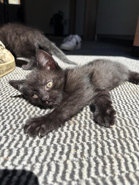 Katzenbabys