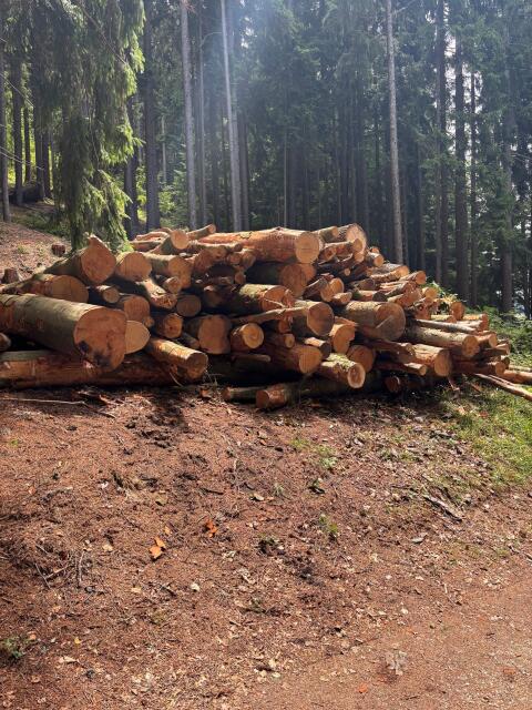 Buchenholz in diversen Längen