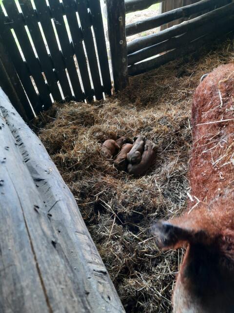 Mangalitza-Ferkel - ohne Chemikalien, ohne Medikamente