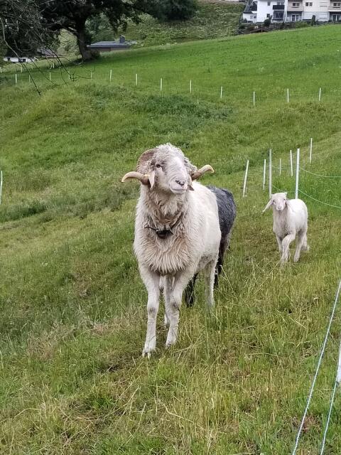 Steinschafwidder