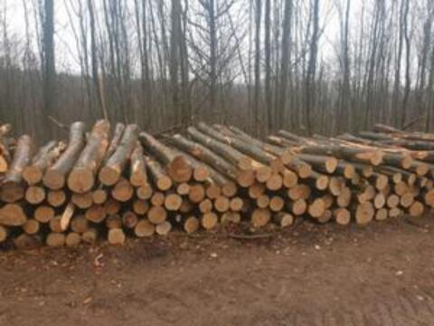 Suche Rundholz Buche oder Esche