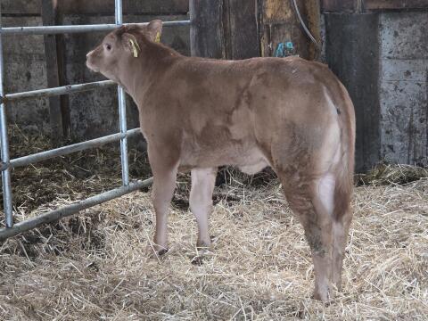 Limousin-Kalb
