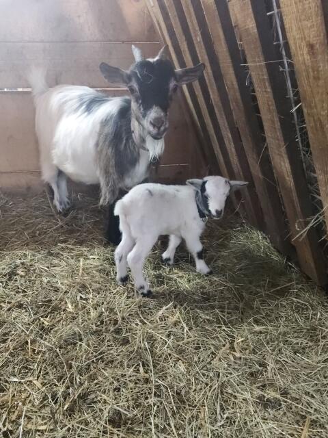 Mini-Zwergziegen