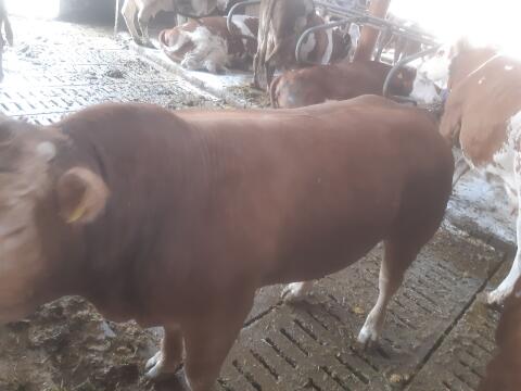 Limousin-Stier