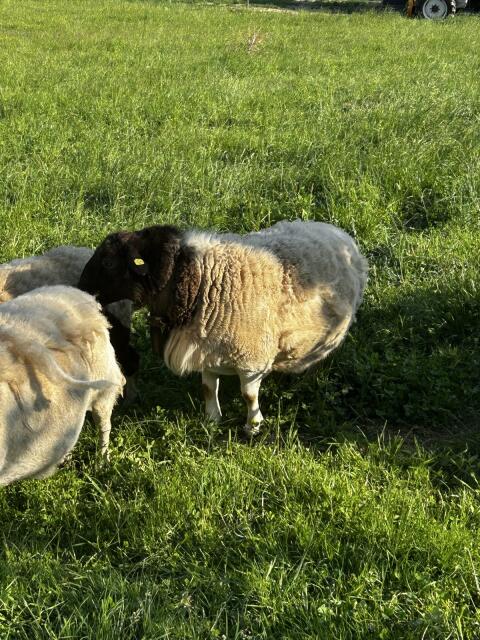 Dorper Bock
